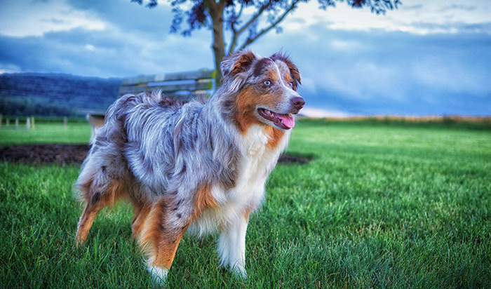 red tri australian shepherd dog names