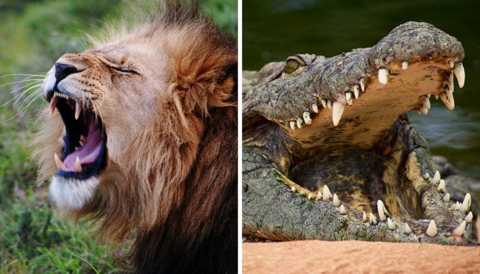 Lion vs Crocodile: Who Would Win In A Fight? - Ned Hardy