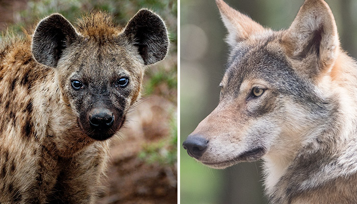 hyena mixed with wolf