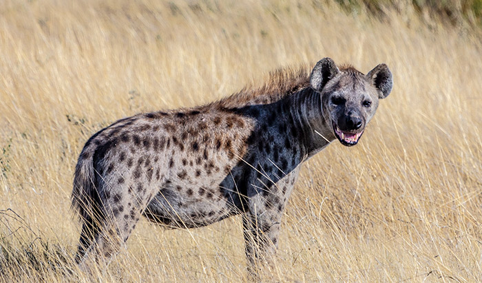 hyena vs wolf