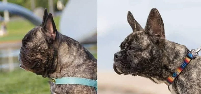 A Breeder Is Reengineering French Bulldog’s Face To Make Them Healthier