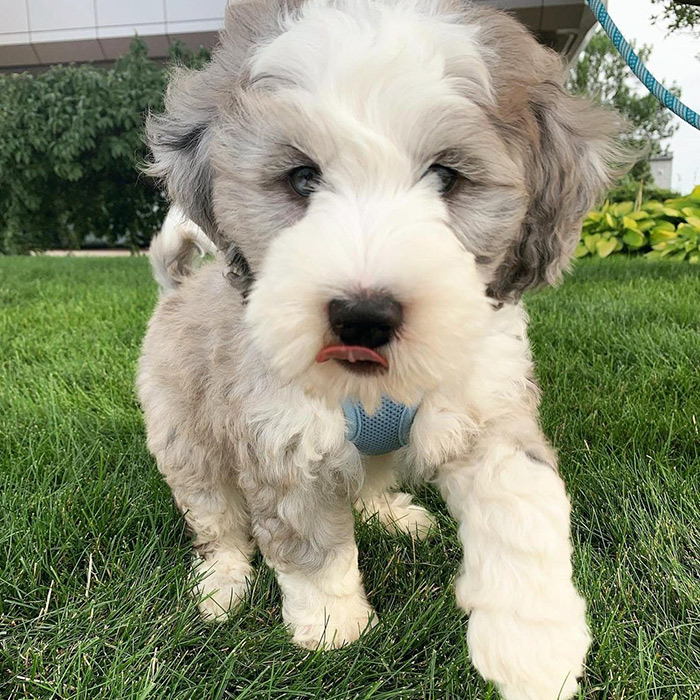 Merle Bernedoodles - 11 Things You Should Know Before Buying Or Adopting
