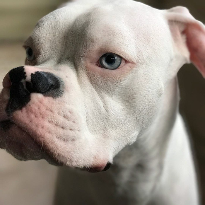 12 Things You Should Know About Albino Boxers