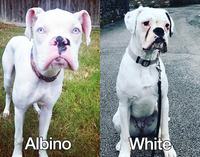 how do i know if my puppy is albino