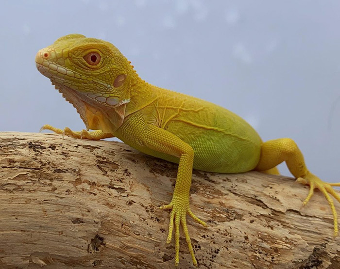 albino iguana