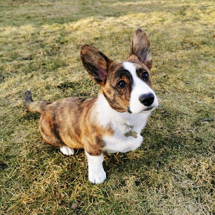 Brindle Corgis - 15 Things You Should Know Or Buying - Ned