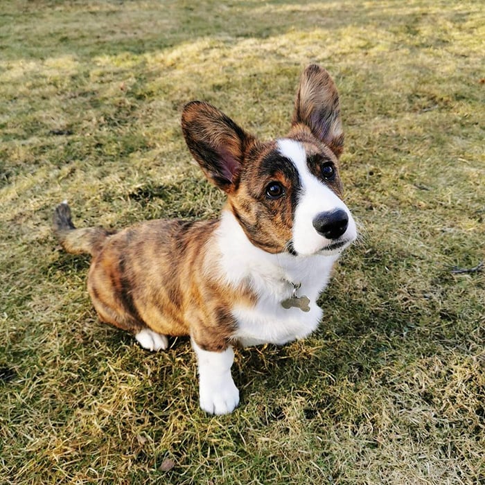 when should a corgis ears stand up