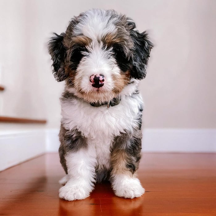 Bernedoodle blue clearance merle