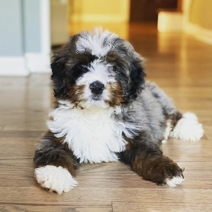 Blue merle shop mini bernedoodle