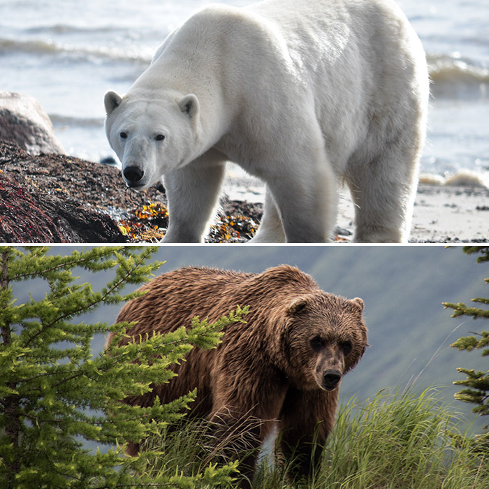 Polar Bear Grizzly Bear Size Comparison At Micheal Wilder Blog