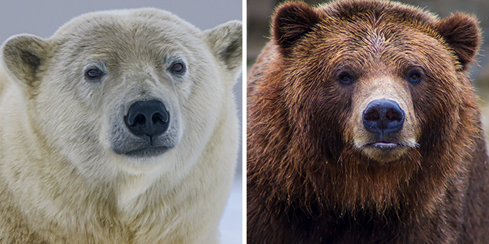 Polar Bear vs. Grizzly Bear: Who Would Win in a Fight?