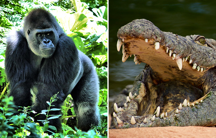 gorilla vs crocodile