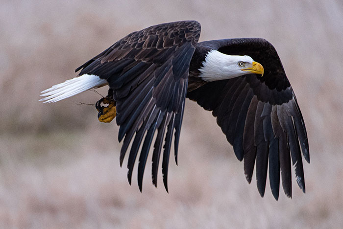 are eagles dangerous