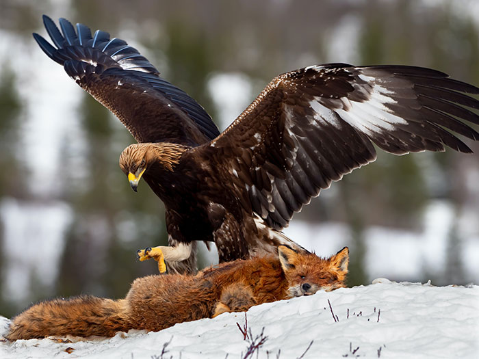 are eagles dangerous