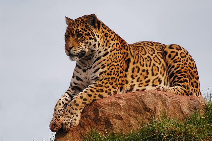 are jaguars dangerous