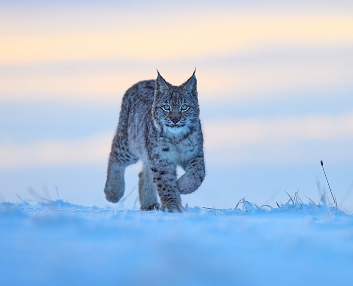 Are Lynx Dangerous To Humans? Everything You Need To Know