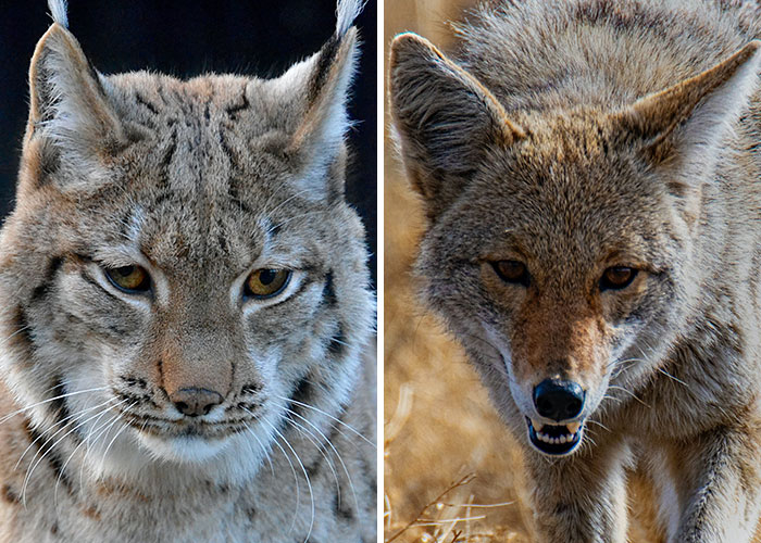 bobcat vs coyote