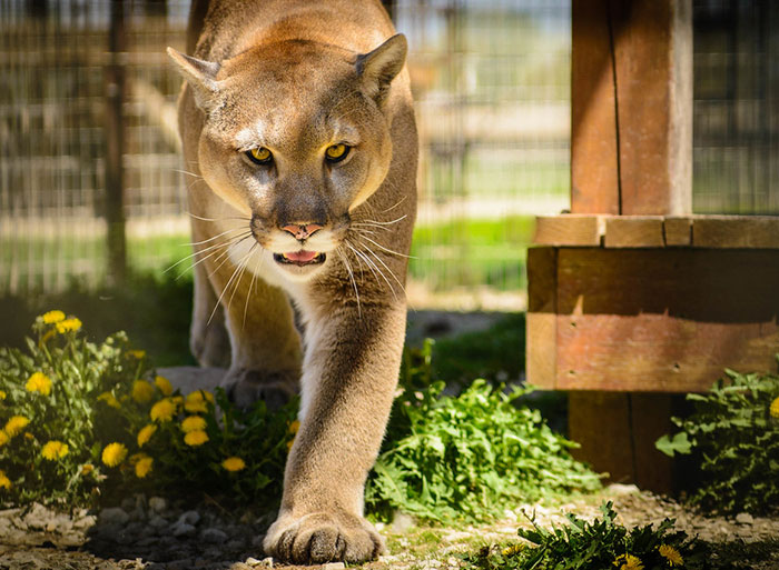 cougar vs tiger