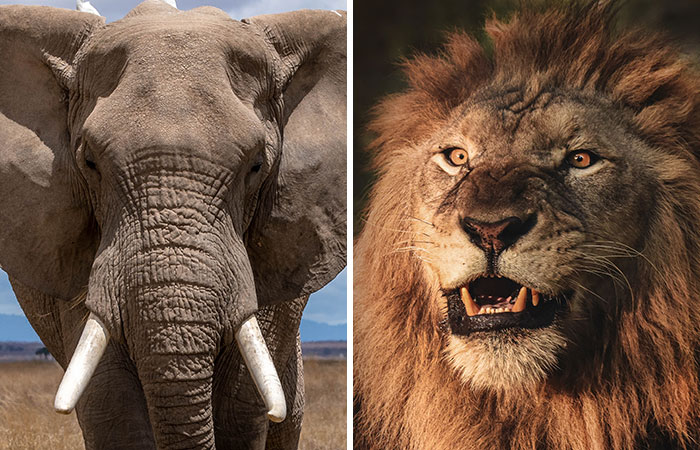 elephant vs lion