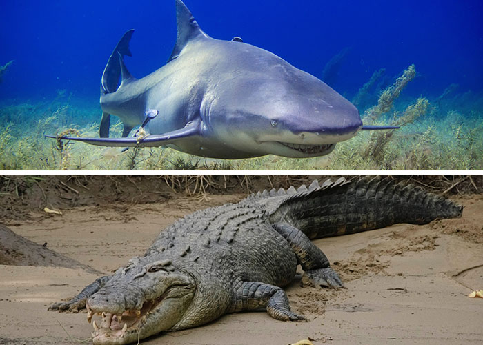 great white shark vs crocodile