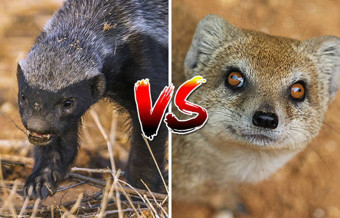 🦡 Honey Badger vs 🦌 Moose: See Who Wins