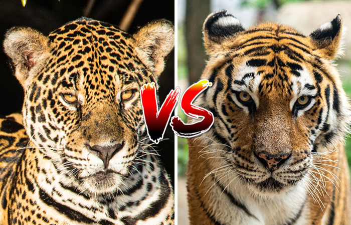 Jaguar Vs. Tiger:  Who Would Win in a Fight?