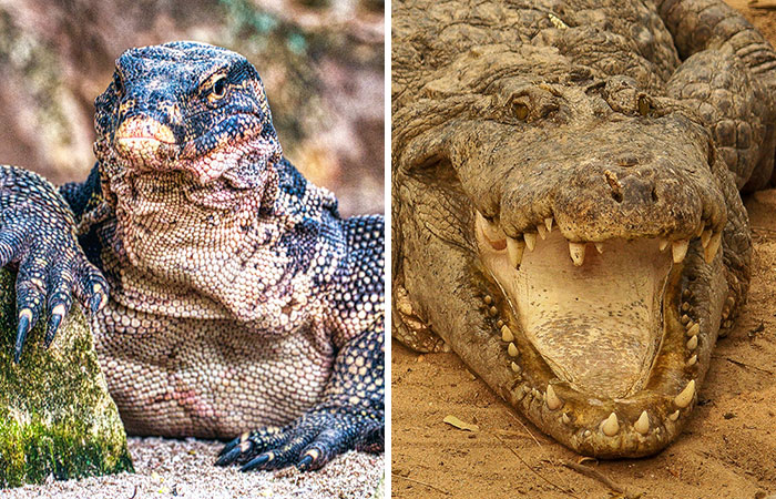 Komodo Dragon Vs. Crocodile: Who Would Win in a Fight?