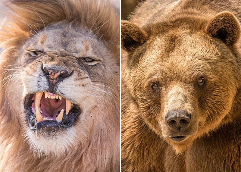 Grizzly Bear Vs Lion Size