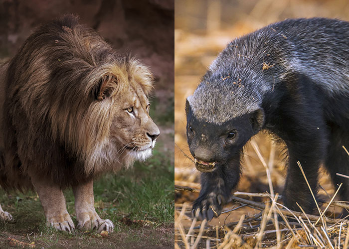 lion vs honey badger