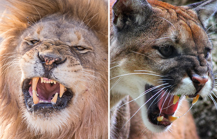 African Lion Vs Mountain Lion