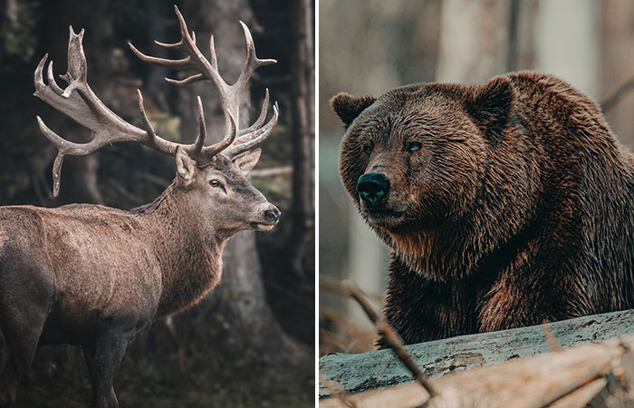 moose vs bear