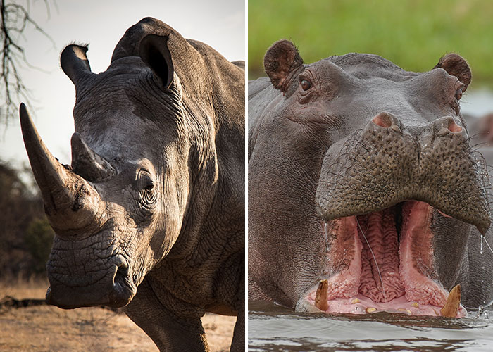 Rhino vs Hippo: Who Would Win In A Fight?