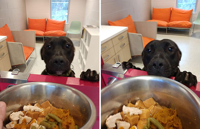 Michigan Animal Shelter Treats Dogs To Thanksgiving Dinner