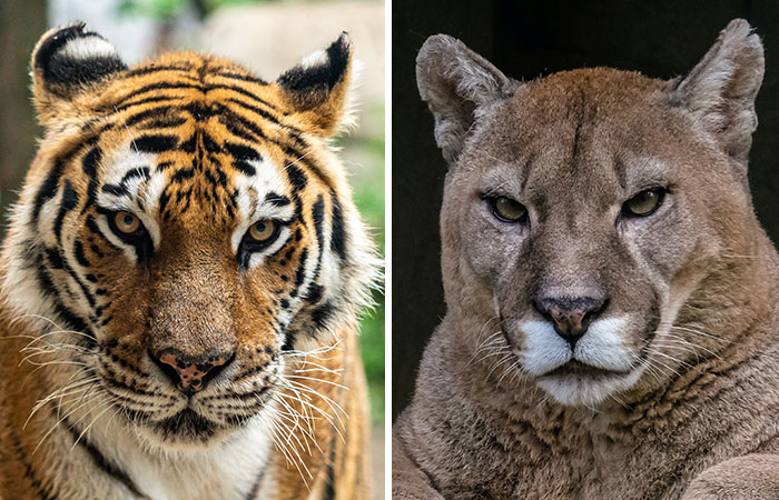 tiger vs cougar