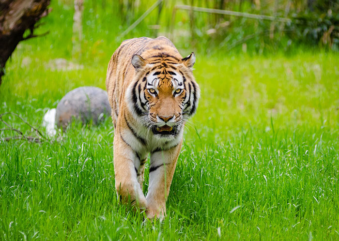 tiger vs cougar