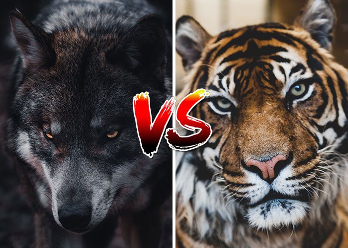 Wolf vs Tiger: Who Would Win In A Fight?