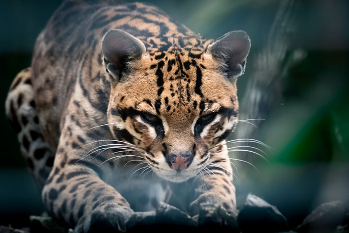 domesticated ocelot