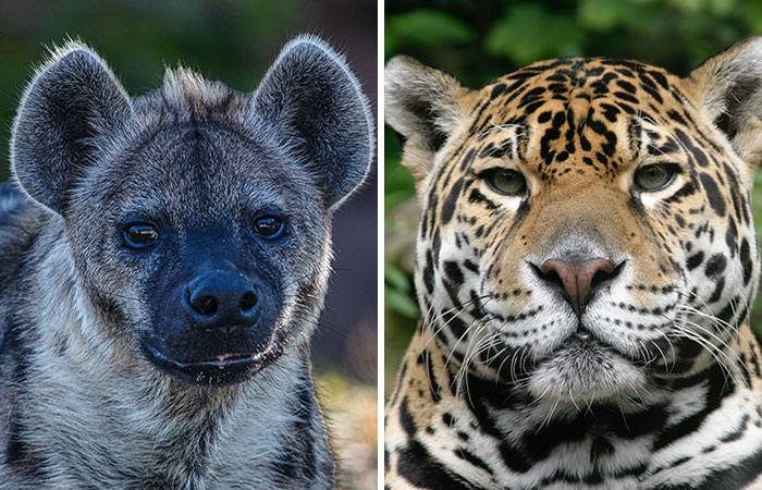 hyena vs jaguar