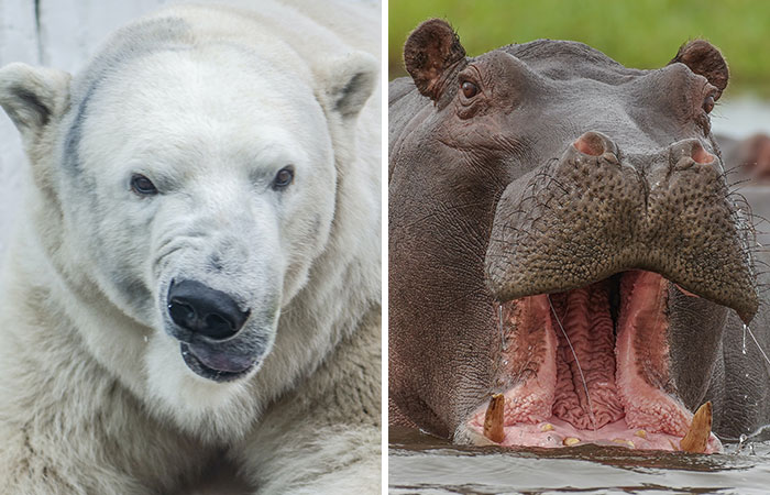 Polar Bear vs Hippo