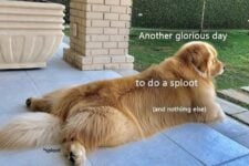 sploot-another-glorious-day-do-sploot-and-nothing-else