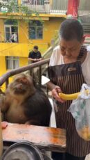 XingXing the one armed monkey on Instagram: "Tasty banana"