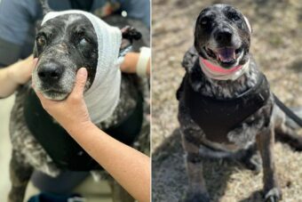 Half-Blind Dog, 12, Survives After Fighting Off a Bear to Protect Her Family and Dozens of Farm Animals