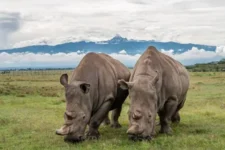 white_rhinos