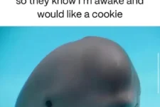 f4n2f9xD1